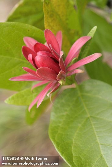 Western Sweetshrub blossom detail