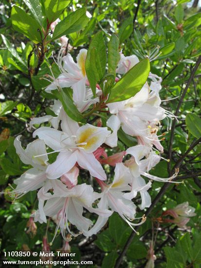 Western Azalea blossoms