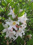 Western Azalea blossoms