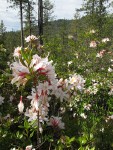 Western Azaleas