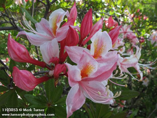 Western Azalea blossoms