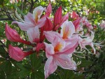 Western Azalea blossoms