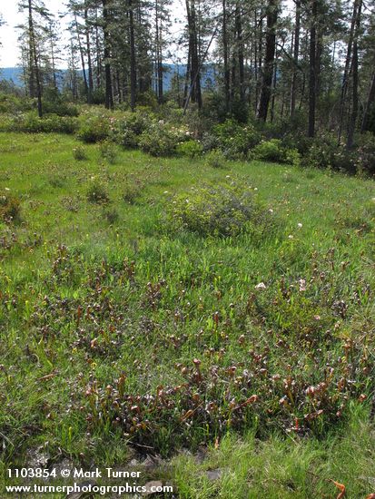 California Pitcher Plants in fen bordered by Western Azaleas & Jeffrey Pines