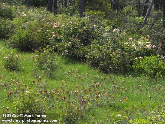 California Pitcher Plants in fen bordered by Western Azaleas