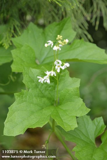 Coast Manroot blossoms & foliage