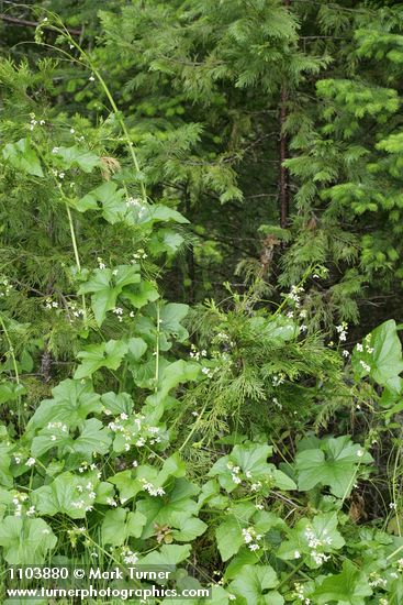 Coast Manroot climbing on Incense Cedar