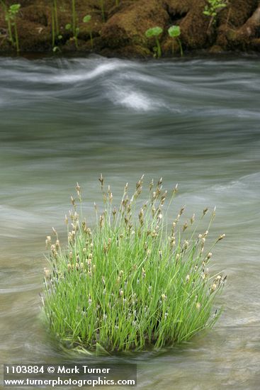 Torrent Sedge in Deer Creek