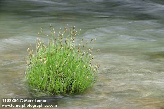 Torrent Sedge in Deer Creek