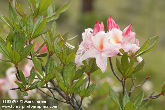 Western Azalea blossoms & foliage