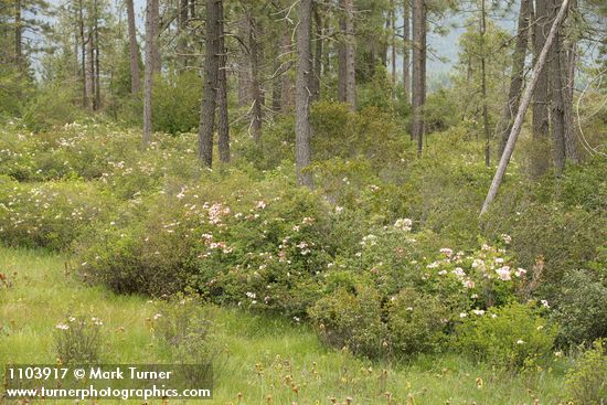 Western Azaleas & Jeffrey Pines at edge of fen w California Pitcher Plants
