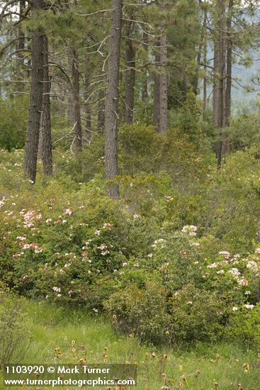 Western Azaleas & Jeffrey Pines at edge of fen w California Pitcher Plants