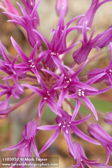 Coast Flatstem Onion blossoms detail