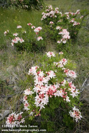 Western Azaleas