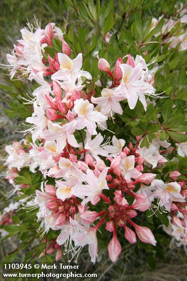 Western Azalea blossoms
