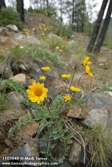 Silky Balsamroot