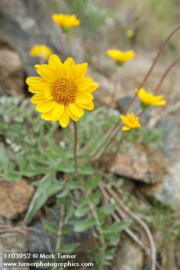 Silky Balsamroot