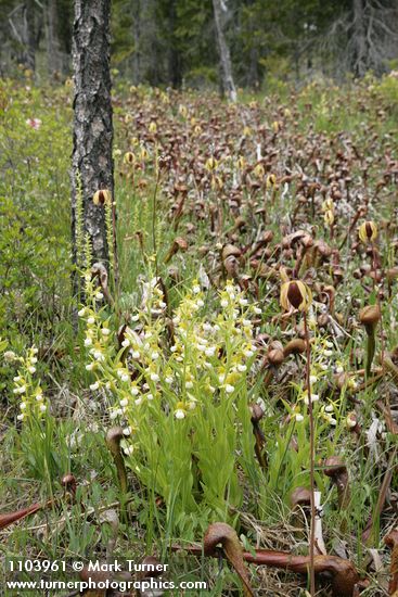 California Lady's-slippers at edge of California Pitcher Plant fen