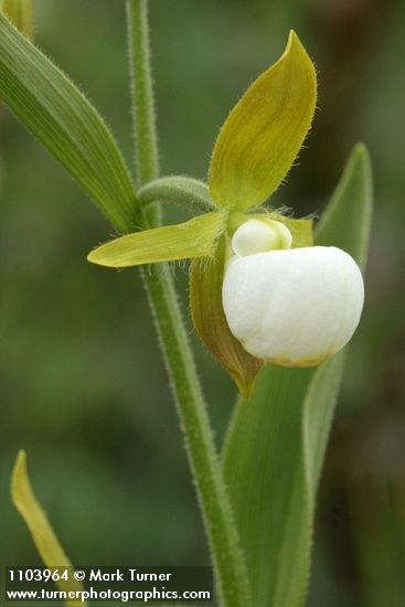 California Lady's-slipper blossom