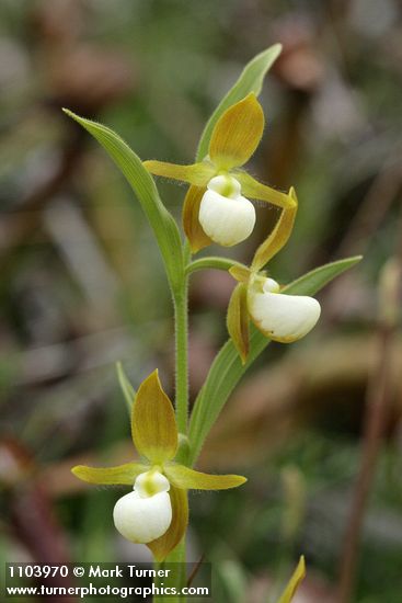 California Lady's-slipper 3 blossoms