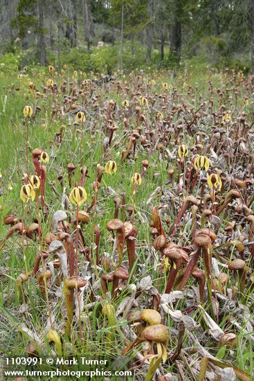 California Pitcher Plant fen