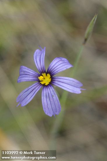 Idaho Blue-eyed Grass blossom
