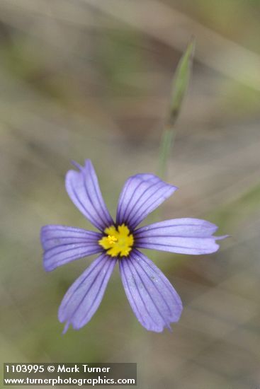 Idaho Blue-eyed Grass blossom
