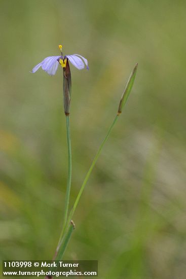 Idaho Blue-eyed Grass