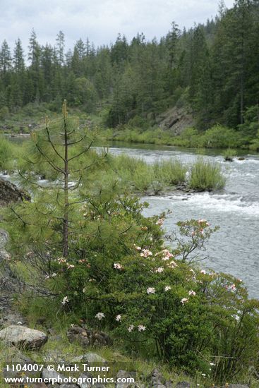 Western Azalaeas; Jeffrey Pine on Illinois River bank w/ Willows mid-stream