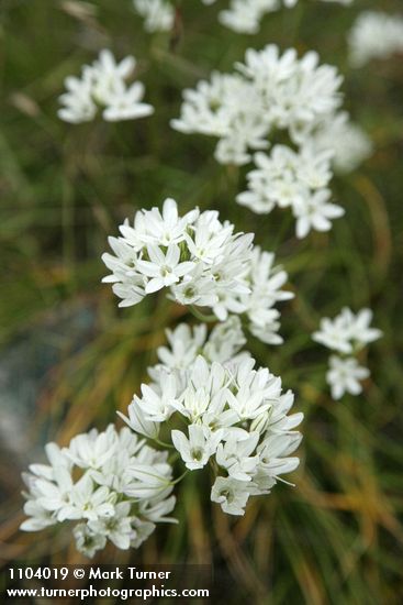 White Hyacinth blossoms