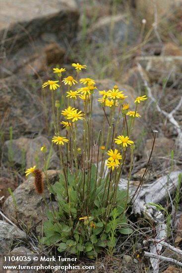 Siskiyou Butterweed
