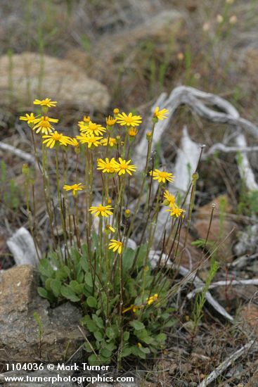 Siskiyou Butterweed