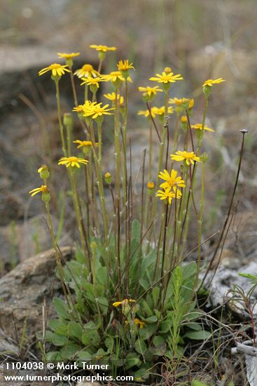 Siskiyou Butterweed