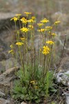 Siskiyou Butterweed