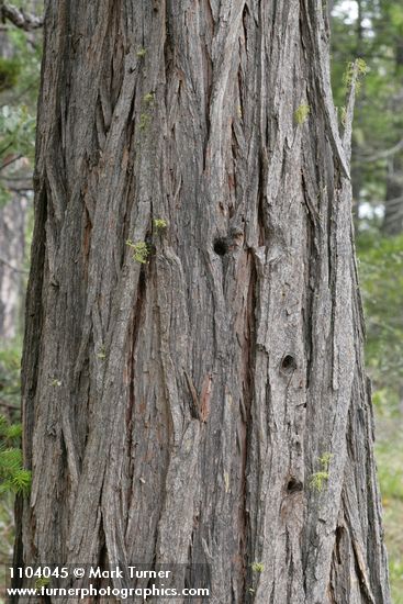 Incense Cedar bark