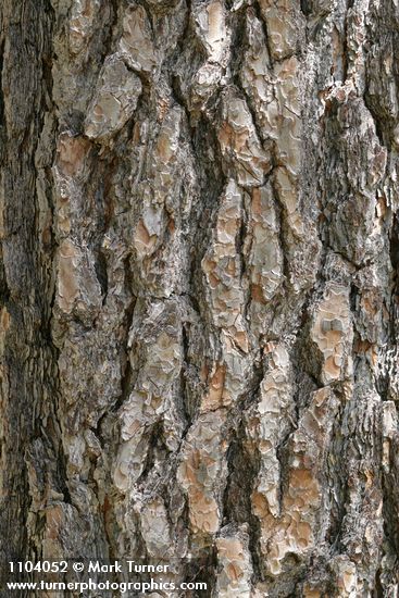 Jeffrey Pine bark