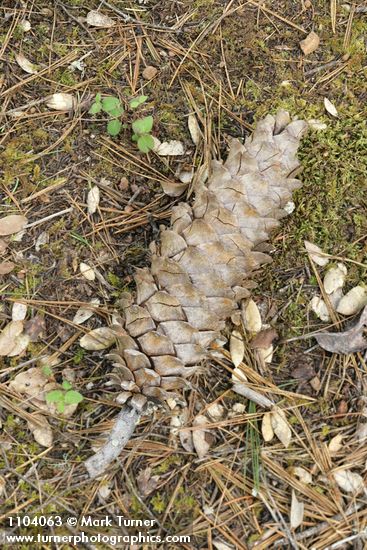 Western White Pine cone & fallen needles