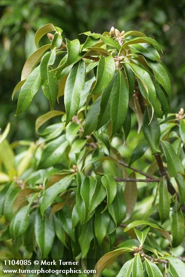 Golden Chinquapin foliage