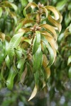 Golden Chinquapin foliage
