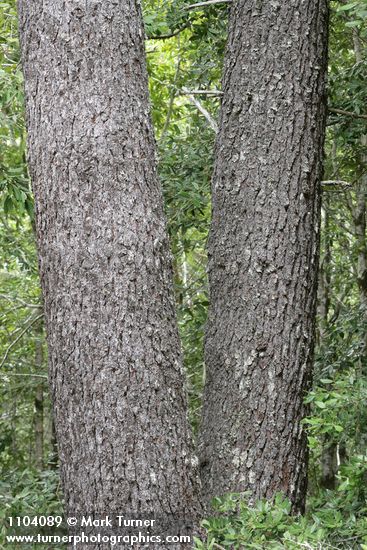 Western White Pine trunks