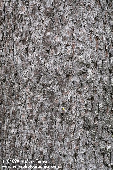 Western White Pine bark