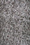 Western White Pine bark