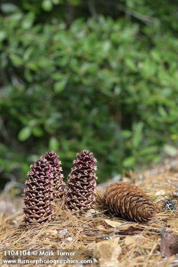 California Ground-cones w/ Western White Pine cone
