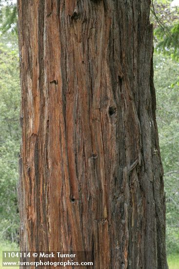 Port Orford Cedar bark