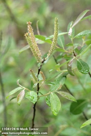 Del Norte Willow foliage & mature female aments detail