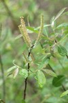 Del Norte Willow foliage & mature female aments detail