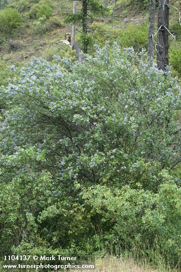 Blueblossom Ceanothus
