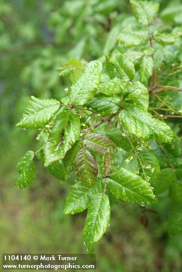 Poison-oak foliage w/ raindrops