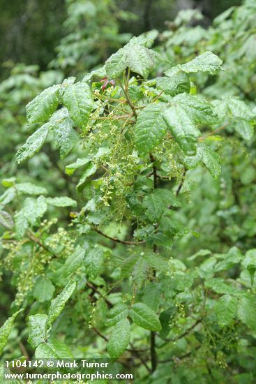 Poison-oak blossoms & foliage w/ raindrops
