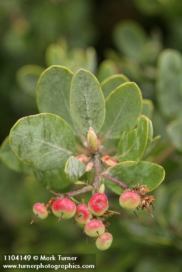 Hoary Manzanita fruit & foliage