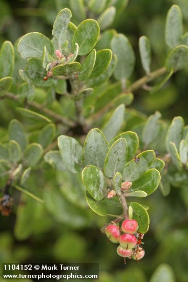 Hoary Manzanita fruit & foliage